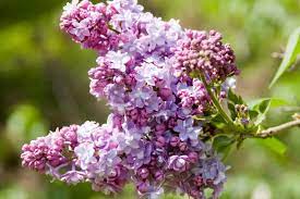 How To Plant And Care For Lilacs Lilac Varieties Fragrant Garden Plants