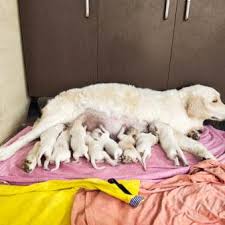 Parents are import bloodline and indian champion, vaccinated. Labrador Retreiver Puppy For Sale Bangalorepups