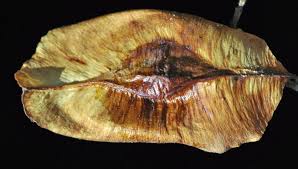 Image result for Terminalia phanerophlebia