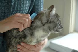 Check spelling or type a new query. How To Apply Flea Treatment To Your Cat Friends With Tales
