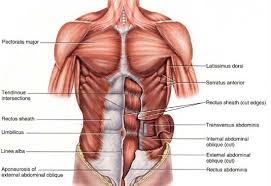 Your muscles grow when they rest, not when you train them. Get Mass In The Inner Chest Fitness