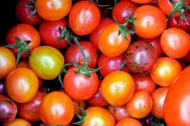 Tiny tim tomato plant size. 12 Small Tomato Varieties Urban Garden Gal