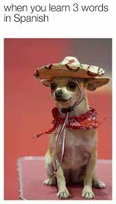Amigo Daily Lol Pics Chihuahua Chihuahua Love Cute Dogs