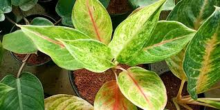 Bunga aglaonema termahal 2021 paling mahal terbaru jenis merah aglonema putih hijau di dunia harga calathea tanaman macam saat ini gambar hias yang yg. 11 Jenis Tanaman Aglonema Cantik Yang Paling Banyak Dicari Bukareview
