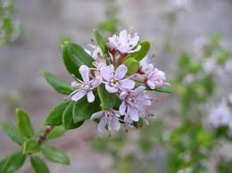 Image result for Agathisanthemum