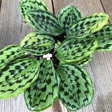 Image result for Kaempferia