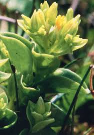 Image result for Sebaea