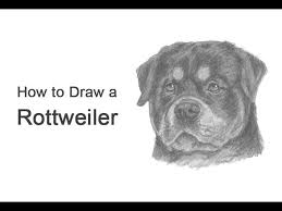 Rottweiler vector aggressive rottweiler rottweiler run rottweiler art dog biting dog rottweiler dog sketches of rottweilers dog breeds outline rottweiler drawing rottweiler draw. How To Draw A Rottweiler Dog Head Detail Youtube