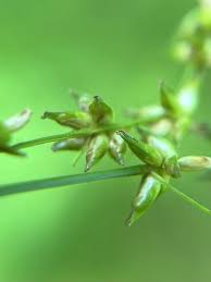 Image result for Seddera