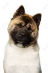 Akita Puppies For Sale - AKC PuppyFinder