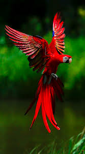 Crazy Birds Bird Crafts Kids Birds Birds Of Paradise Birds Of Funny Birds Birds On For The Birds Bird Diy Art Birds Bird Watchi Colorful Birds Parrot Pet Birds