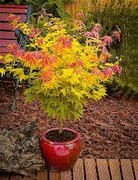 They can be grown in warmer zones, but can suffer from leaf scorch and require ample regular summer irrigation and protection from hot afternoon sun. Orange Dream Japanese Maple Trees For Sale The Tree Center