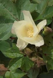 Image result for Gossypioides kirkii