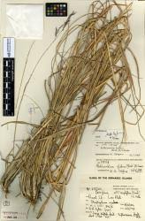 Image result for Bothriochloa bladhii