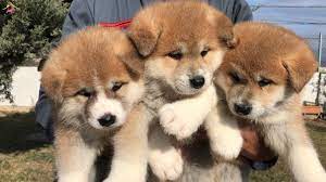 satilik akita inu fiyatlari kopek dunyasi