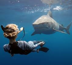 Out of these, the cookies that are categorized as necessary are stored on your browser as they are essential for the working of basic functionalities of the website. 10 Fotos Sorprendentes De Tiburones En Situaciones Poco Habituales As Com