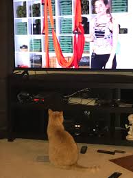 Maybe you would like to learn more about one of these? Yoga Kitty Learning A New Type Of Yoga Album On Imgur