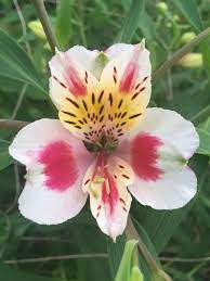 Pin On Wandin Valley Flowers