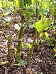 Check spelling or type a new query. 8 Evil Knotweed Ideas Invasive Plants Plants Evil