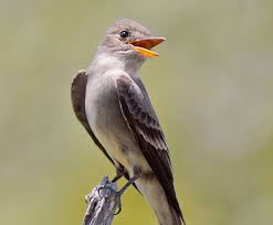 Bird That Sounds Like A Slide Whistle At Night Living On Earth Birdnote Whistling Birds