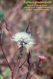 Image result for Lactuca ugandensis