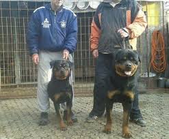 Check spelling or type a new query. Serbian Import Akc German Rottweiler Puppies For Sale In Lebanon Oregon Classified Americanlisted Com