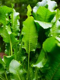 Maybe you would like to learn more about one of these? Horseradish A Chemical Explosion In Your Mouth Nature S Poisons