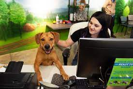 All of our dogs require a commitment from their adoptive families to spend the time, energy, and possible expense of. Pets For Adoption At Memphis Animal Services In Memphis Tn Petfinder