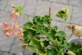 Image result for foto muškáty