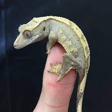 Crested Gecko Care In 2021 Crested Gecko Care Crested Gecko Cute Reptiles