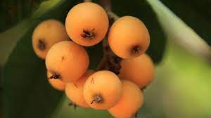 The chinese jujube is an important fruit tree in asia and can be eaten directly off the tree in the green stage of development or dried for eating later. China S Flora Tour The Fruit Named After A Chinese Instrument Cgtn