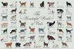 List of cat breeds - Wikipedia