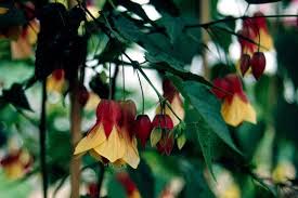 Yellow plants yellow flowers colorful flowers daisy flowers deadheading flowers fall containers proven winners annual flowers flowering shrubs. See Our Top 10 Agm Climbers And Wall Shrubs Rhs Gardening