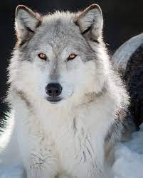 Facebook Alpha Female Wolf Wolf Dog Wolves Photography