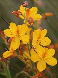 Image result for Wachendorfia