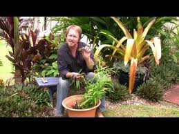 Vegetable Gardening Growing Edible Ginger How To Grow Ginger Gardening News Growing Ginger Vegetable Garden Container Gardening