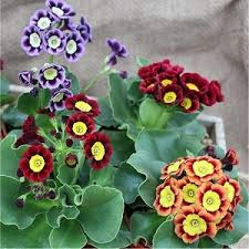Image result for Primula x pubescens