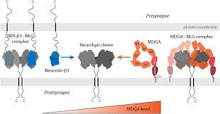 We'll cover the general assembly, governor, state … A Triad Of Crystals Sheds Light On Mdga Interference With Neuroligation Neuron