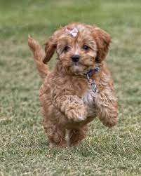 Find dogs and puppies from arkansas breeders. Toy Poodle Designer Puppy Breeder In Arkansas Cutie Poo Pups