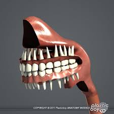 Male Female Anatomy Body 3d Max In 2020 Female Anatomy Human Anatomy Model Body Anatomy