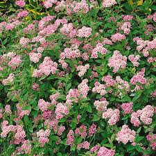 Image result for Spiraea japonica ´Little Princess