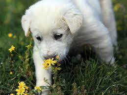akbas in damizligina yogun talep abd de en iyi suru bekci kopegi secilen ve anadolu ya ozgu bir irk olan akbas a sahip olmak isteye puppies dogs labrador