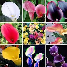 Maybe you would like to learn more about one of these? Seeds Farmer Perennial Bonsai Mini Calla Lily Seeds Bonsai Indoor Plant Seeds Flowers Buy Online In Andorra At Andorra Desertcart Com Productid 153874575