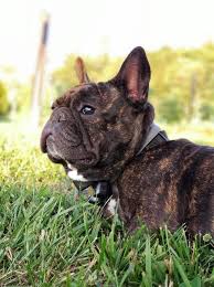 French bulldog prices fluctuate based on many factors including where you live or how far you are willing to travel. Carney Hollow Ask Frankie Breeder Directory
