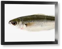 Image result for Boops boops