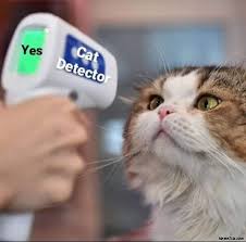 Your daily dose of fun! Cat Detector Yes Meme Memezila Com