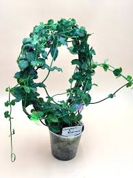 Image result for Ceropegia rendallii