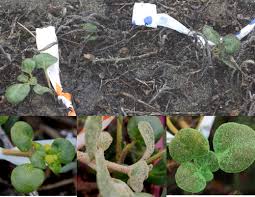 Image result for Dipcadi vaginatum