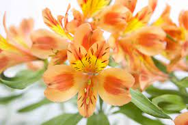 Black tulip group acquire seven farms. Black Tulip Flowers Kenya Home Facebook