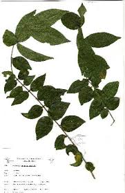 Image result for Strychnos mellodora